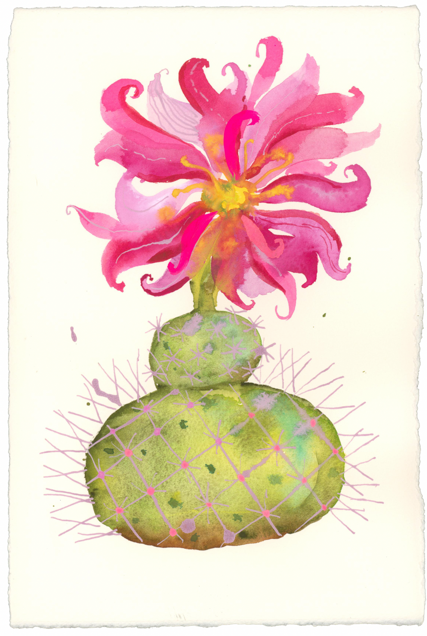 Prickly Blooming Cacti