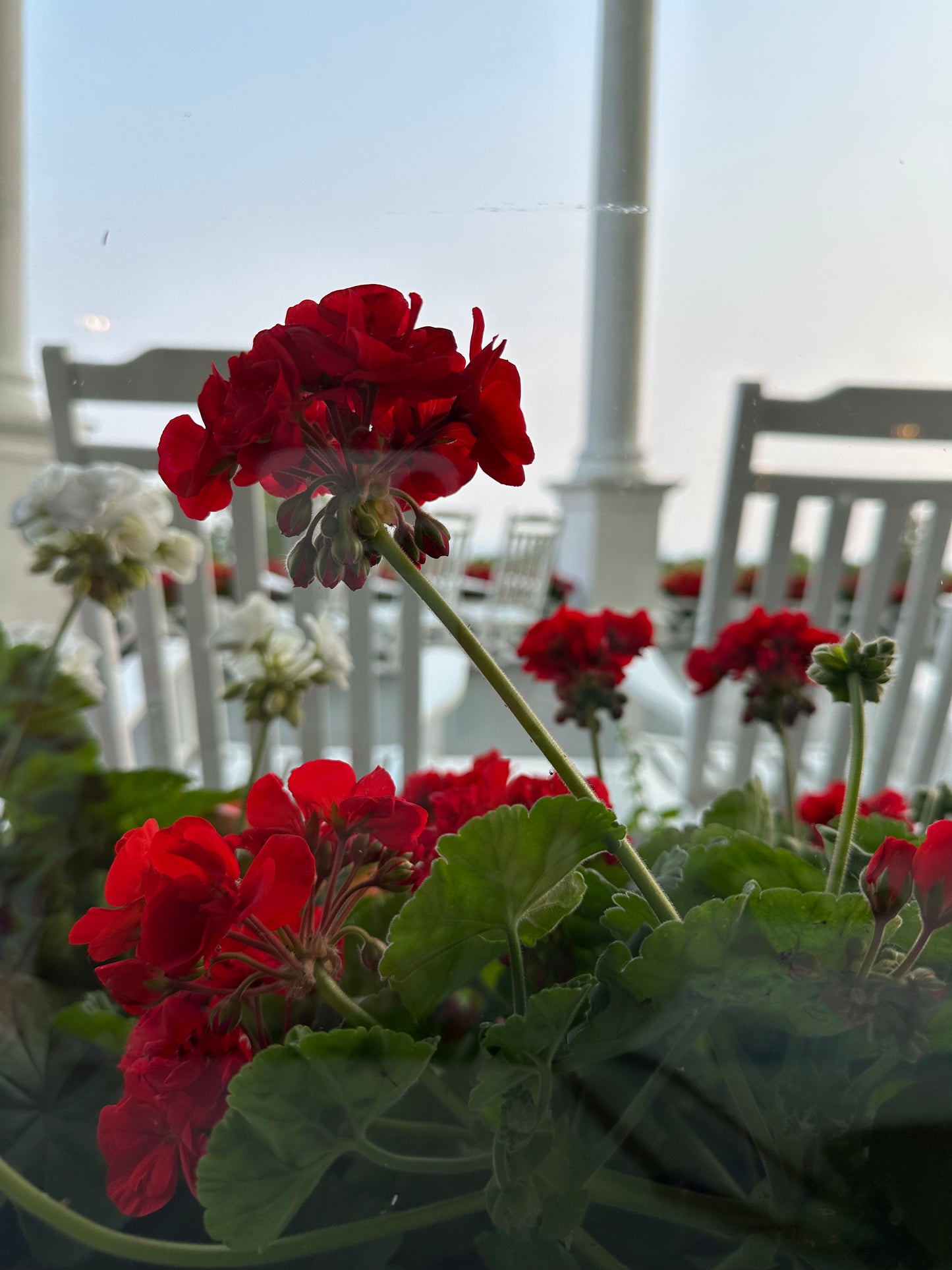 Red flowers with green leaves against a blurred background