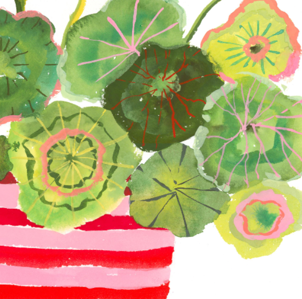Colorful illustration of geranium leaves with green leaves and pink centers on a white background.